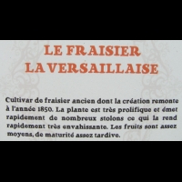 Fraisier - La Versaillaise (02)